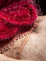 Drosera squamosa