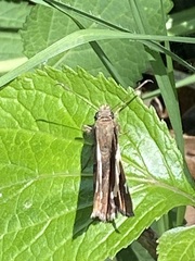 Thorybes pseudocellus