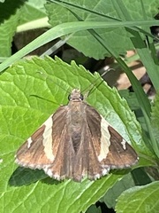 Thorybes pseudocellus