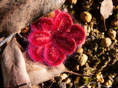 Drosera squamosa