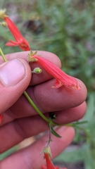 Penstemon rostriflorus