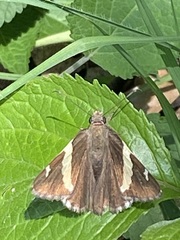 Thorybes pseudocellus