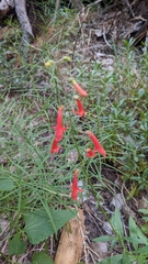 Penstemon rostriflorus