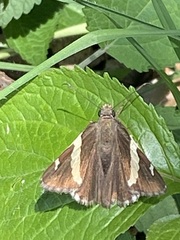 Thorybes pseudocellus