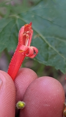 Penstemon rostriflorus