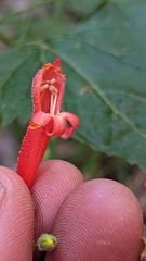 Penstemon rostriflorus