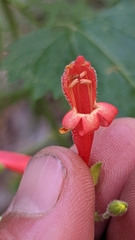 Penstemon rostriflorus