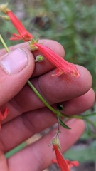 Penstemon rostriflorus