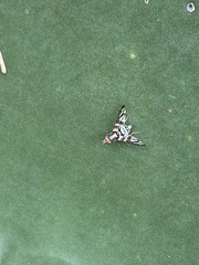 Pseudodyscrasis scutellaris
