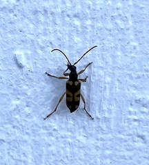 Xestoleptura
