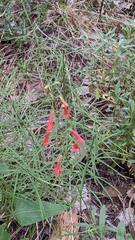 Penstemon rostriflorus