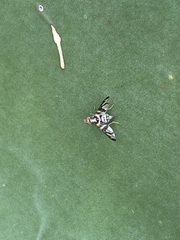 Pseudodyscrasis scutellaris