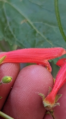 Penstemon rostriflorus