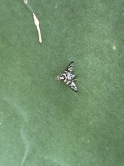 Pseudodyscrasis scutellaris