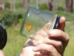 Phyciodes mylitta