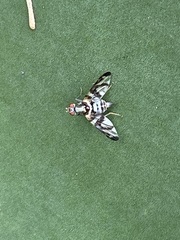 Pseudodyscrasis scutellaris