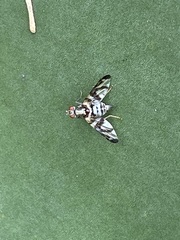 Pseudodyscrasis scutellaris