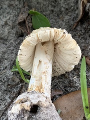 Amanita pubescens