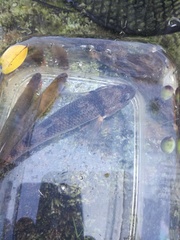 Gobiomorphus gobioides