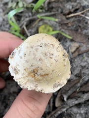 Amanita pubescens