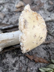 Amanita pubescens