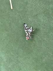 Pseudodyscrasis scutellaris