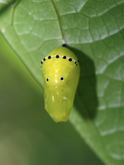 Ideopsis vulgaris