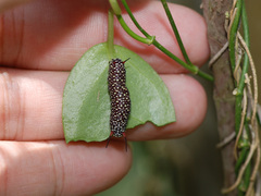 Ideopsis vulgaris