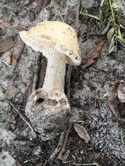 Amanita pubescens