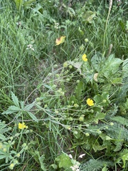 Potentilla chrysantha