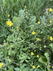 Potentilla chrysantha