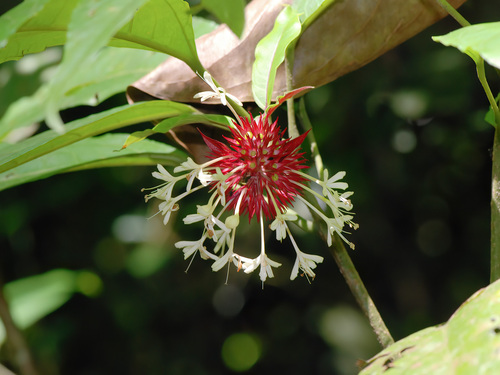 Clerodendrum deflexum (Clerodendrum deflexum)