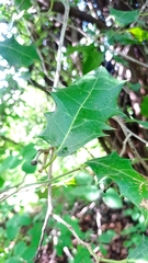 Hyperbaena ilicifolia