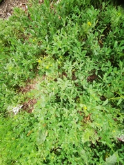 Polygonum aviculare