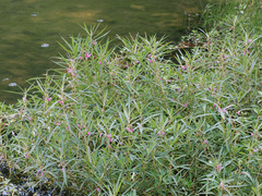 Hydrocera triflora