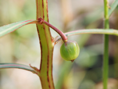 Hydrocera triflora