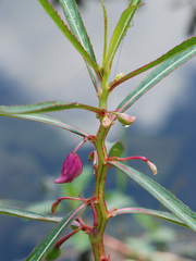 Hydrocera triflora