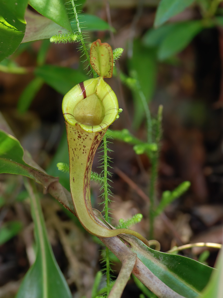 Nepenthes × hookeriana (N. ampullaria × N. rafflesiana) 2
