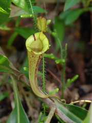 Nepenthes × hookeriana