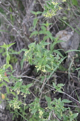 Bouvardia glabra