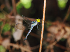 Agrionoptera sexlineata