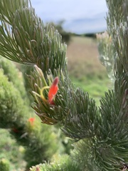Adenanthos
