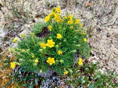 Potentilla biflora