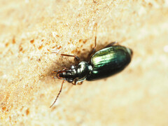 Coptodera aerata