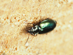 Coptodera aerata