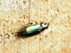 Coptodera aerata