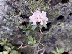 Rhododendron adamsii