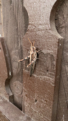 Schistocerca nitens