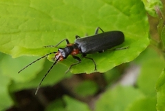 Dichelotarsus scaber