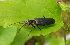 Dichelotarsus scaber